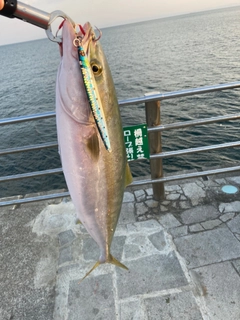 ハマチの釣果