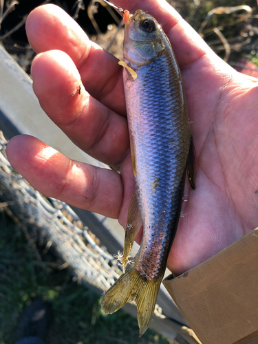 カワムツの釣果