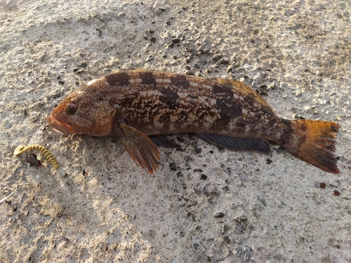 アイナメの釣果