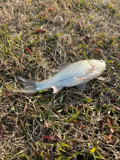 フナの釣果