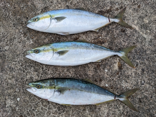 ハマチの釣果