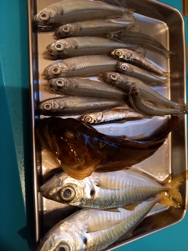 マアジの釣果