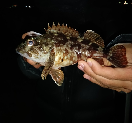 ガシラの釣果