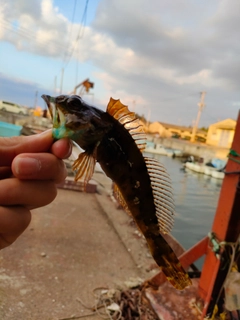 タケノコメバルの釣果