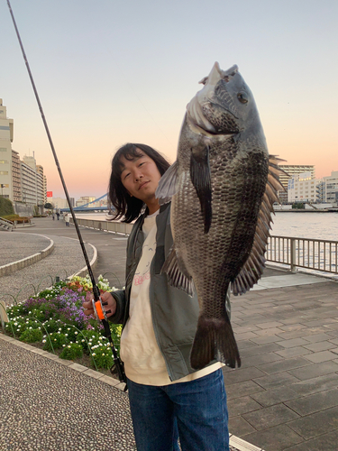 クロダイの釣果