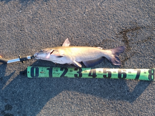 アメリカナマズの釣果