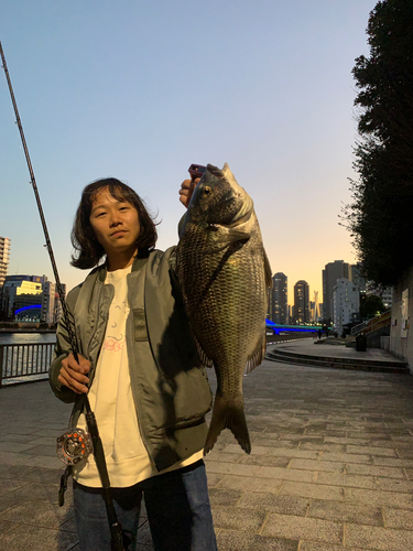 クロダイの釣果