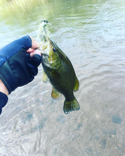 ワカサギの釣果