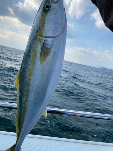 ハマチの釣果