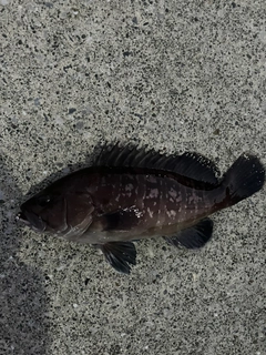 ハタの釣果