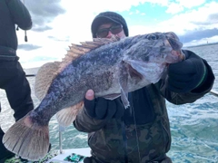 クロソイの釣果