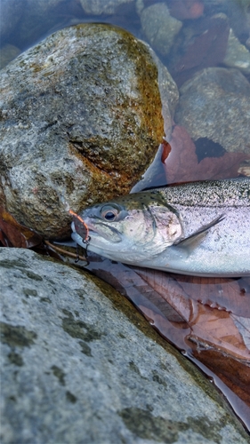 ニジマスの釣果