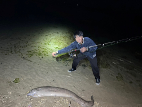 ドクウツボの釣果