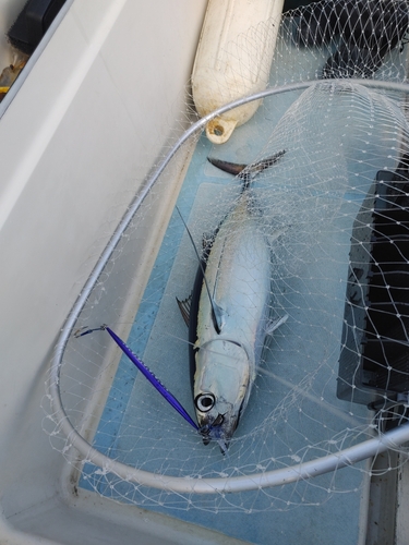 ビンチョウマグロの釣果