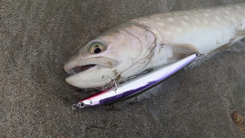 アメマスの釣果