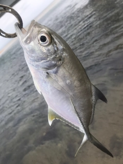 ギンガメアジの釣果