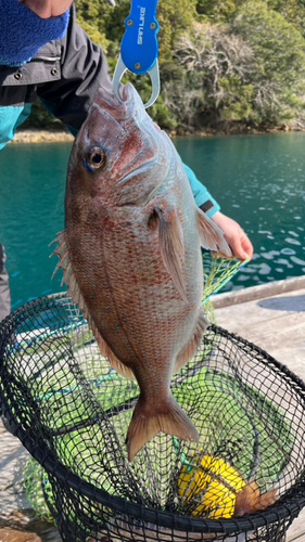 マダイの釣果