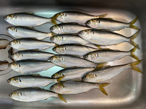 コノシロの釣果