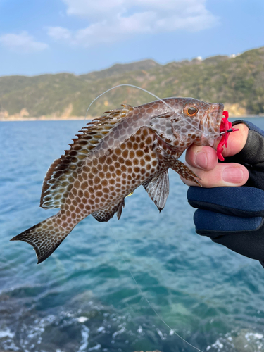 オオモンハタの釣果