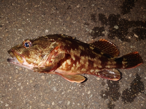 カサゴの釣果