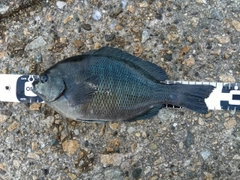 クチブトグレの釣果