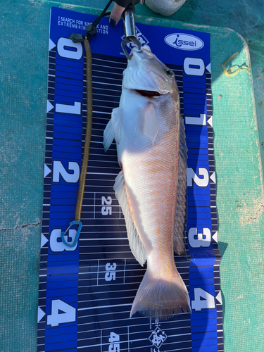 シロアマダイの釣果