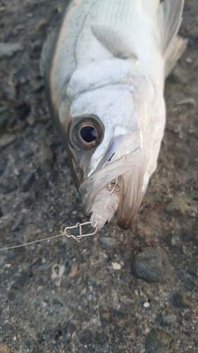 セッパ（ヒラスズキ）の釣果