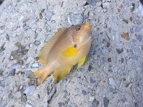 スズメダイの釣果