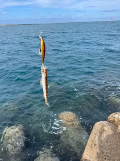 エソの釣果