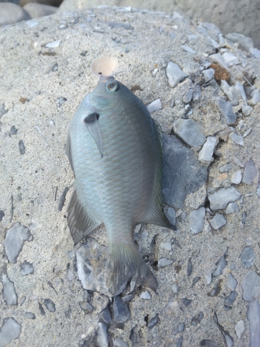 スズメダイの釣果