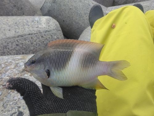 スズメダイの釣果