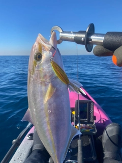 カンパチの釣果