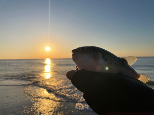 フグの釣果