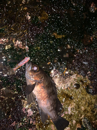 クロメバルの釣果