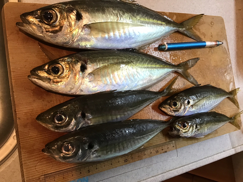 マアジの釣果