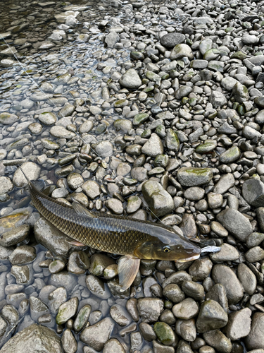 ニゴイの釣果