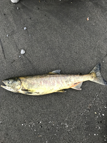 アキアジの釣果