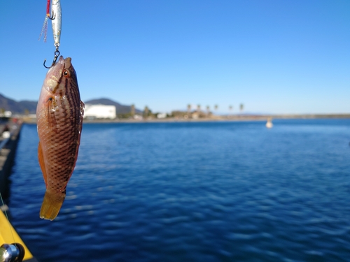 アカササノハベラの釣果