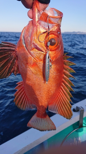 チカメキントキの釣果