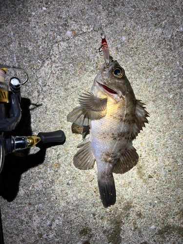 シロメバルの釣果