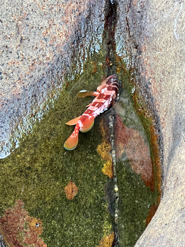 アカハタの釣果