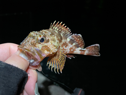 アラカブの釣果