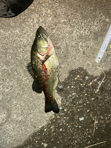 ブラックバスの釣果