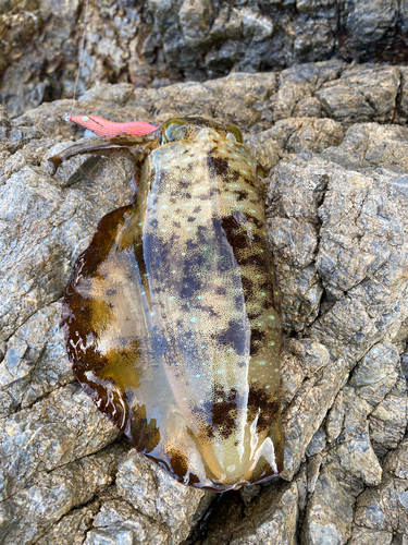 モイカの釣果