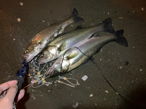 シーバスの釣果