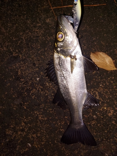 セイゴ（マルスズキ）の釣果