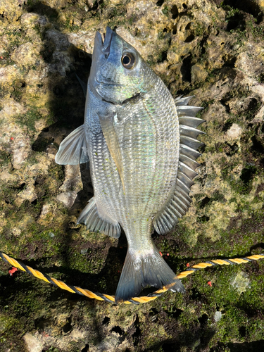 ミナミクロダイの釣果