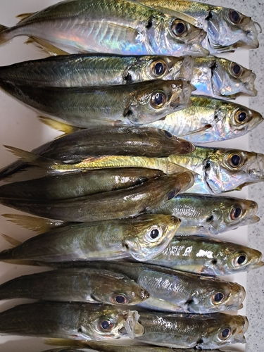 マルアジの釣果