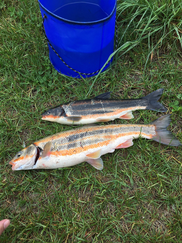 ウグイの釣果