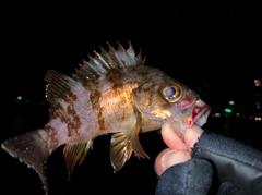 メバルの釣果